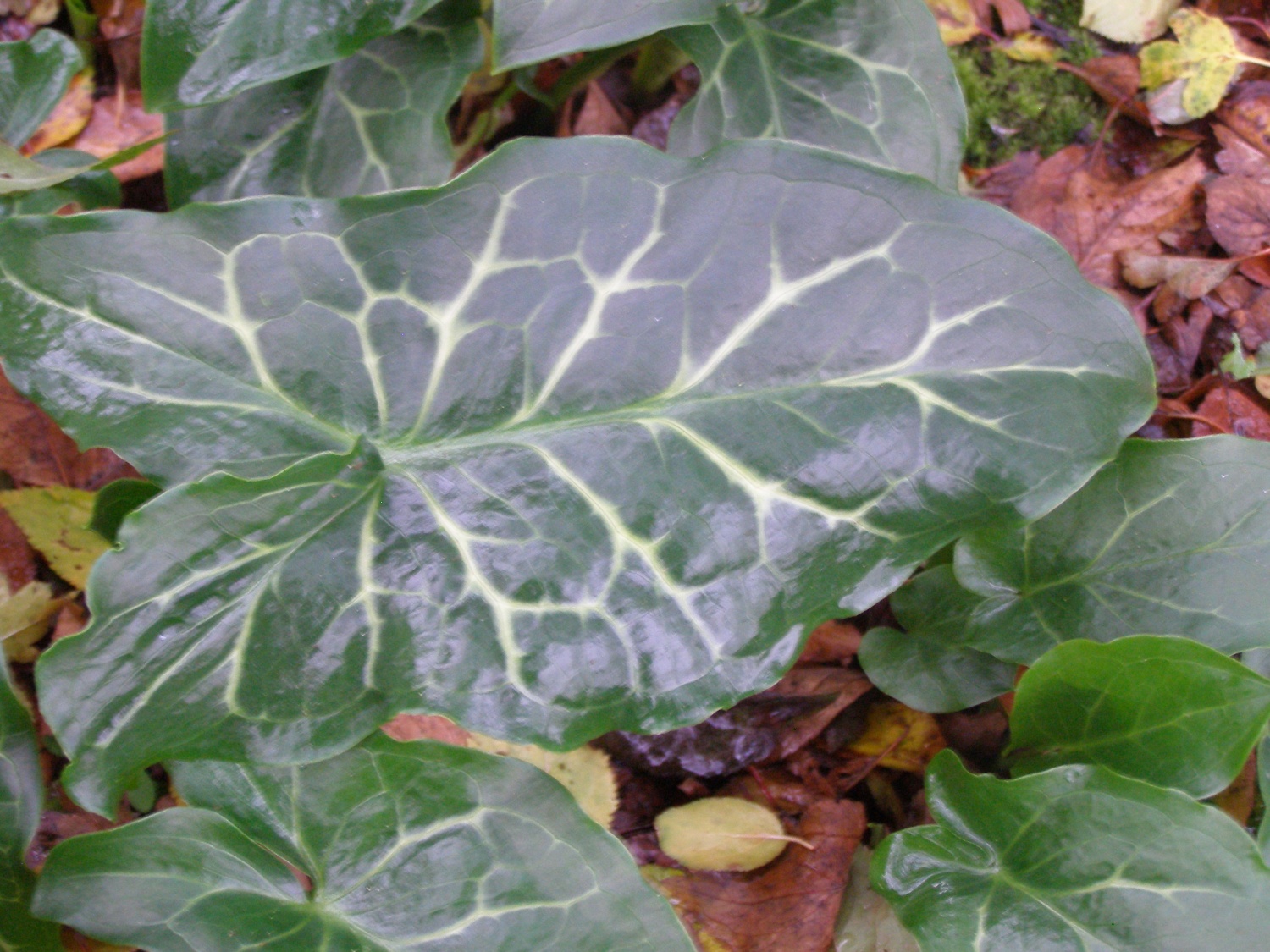 Arum italicum subsp. italicum 'Nancy Lindsay'